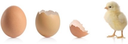 eggs